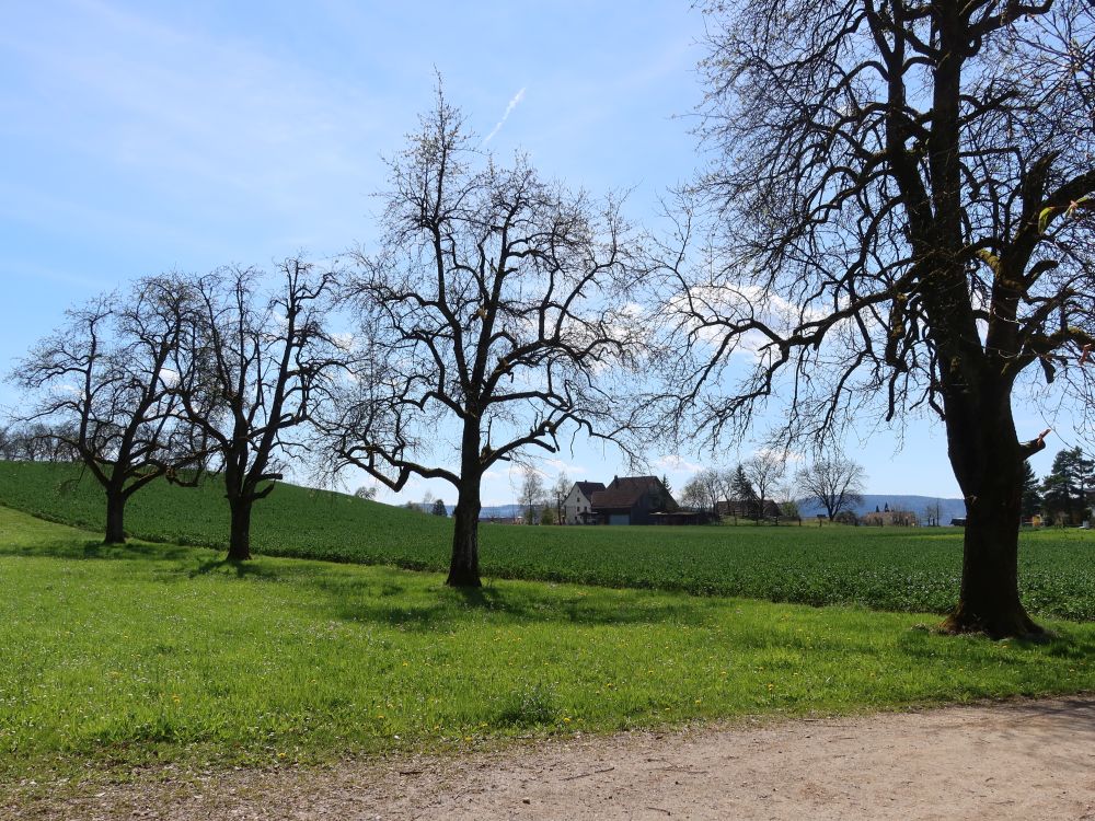 Bauernhof bei Wangen