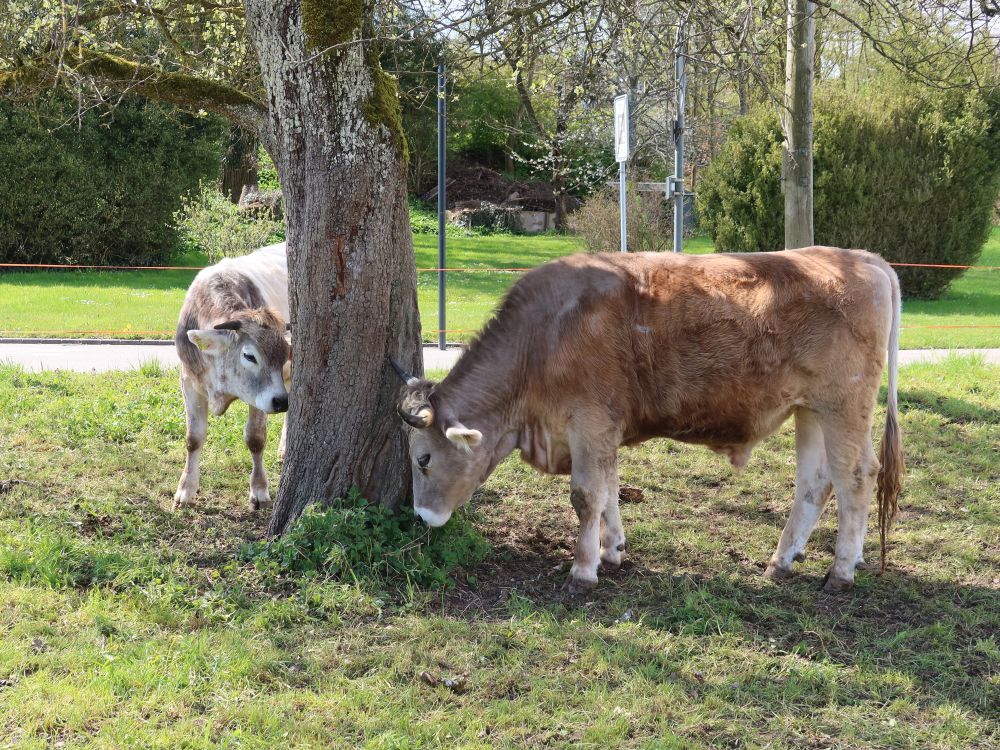 Kühe