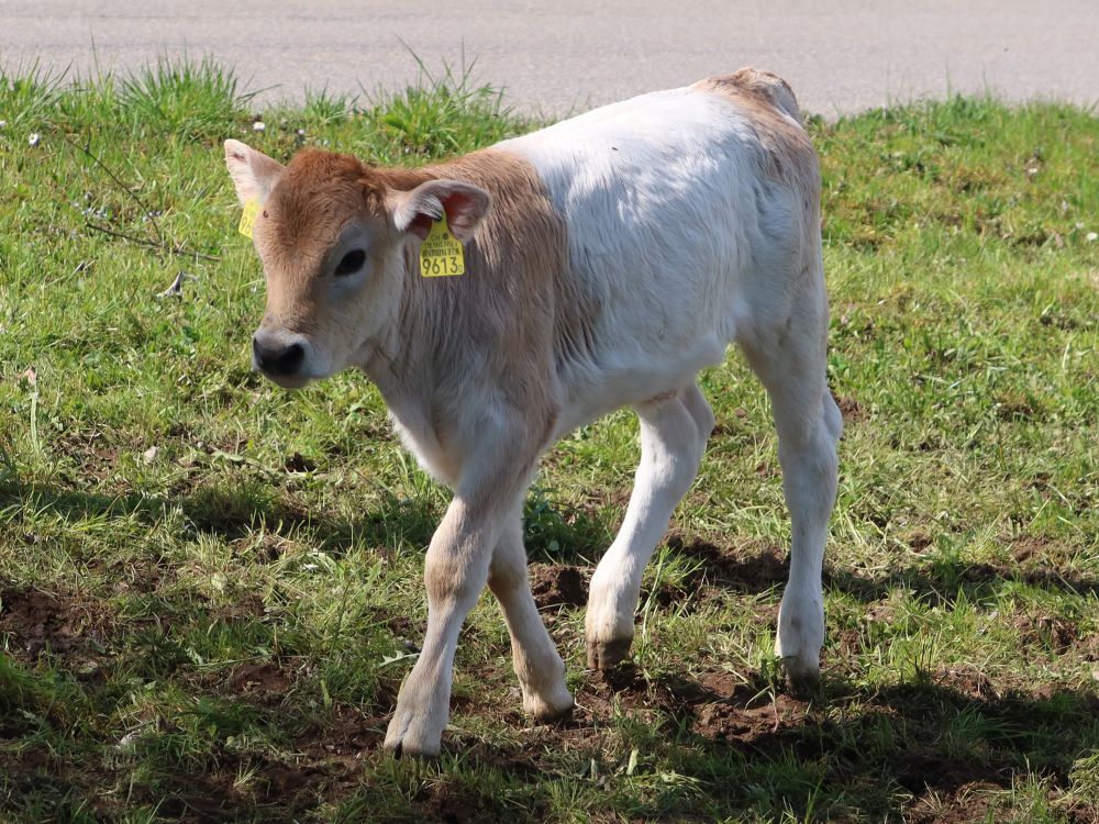 Kalb