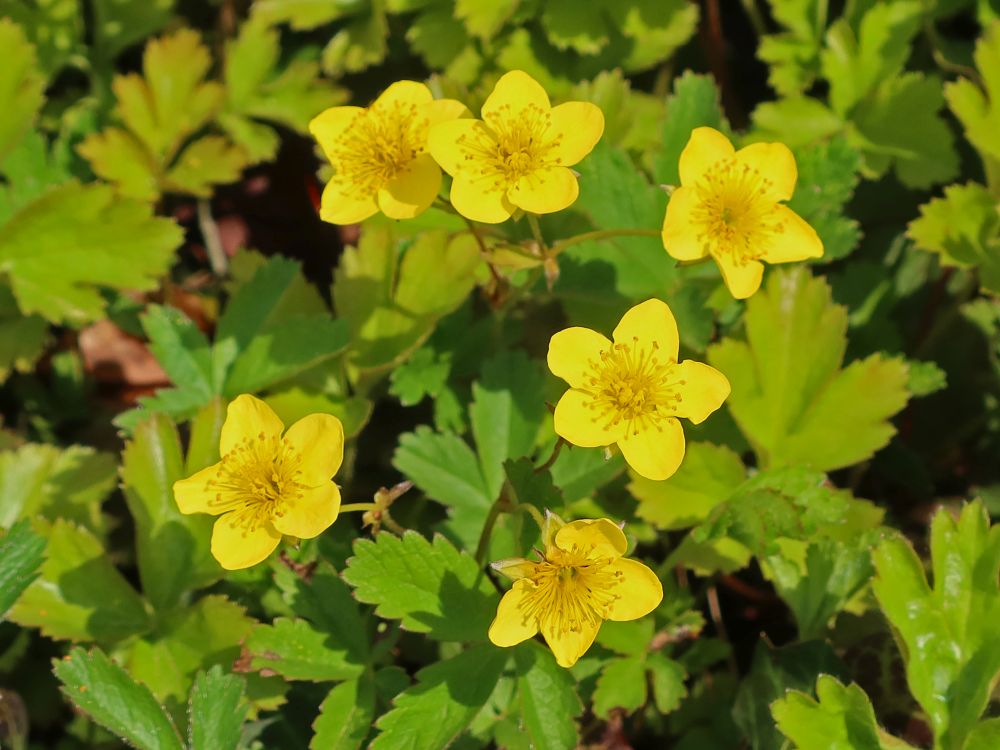 Waldsteinie