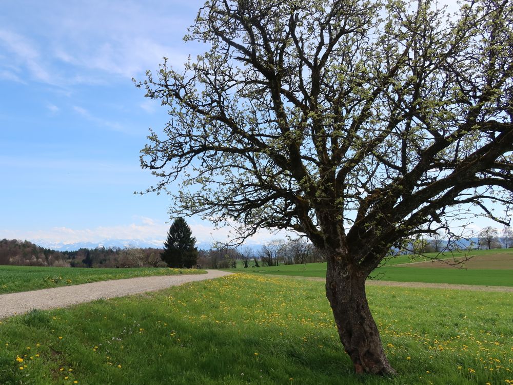 Alpen am Horizont