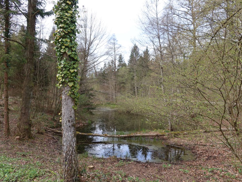 Teich