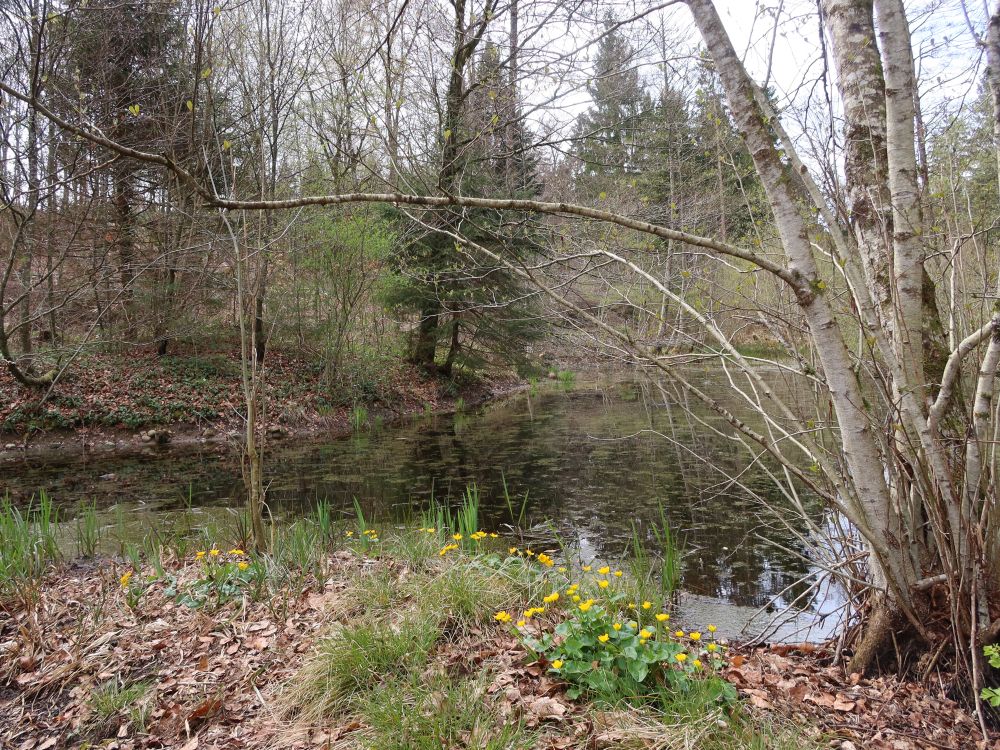 Teich