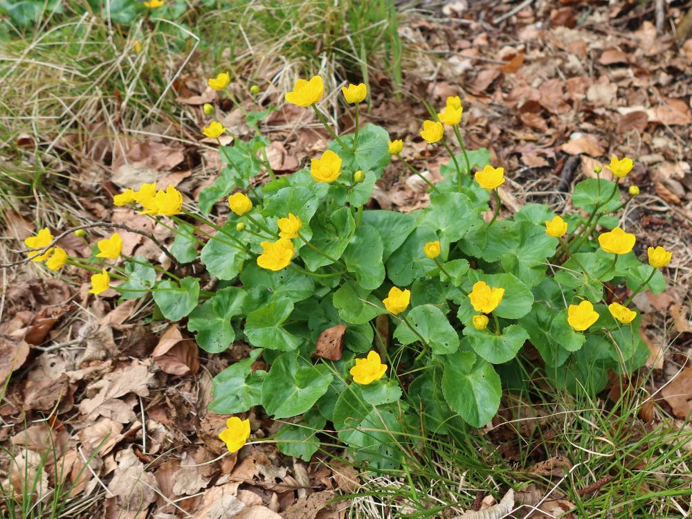 Sumpfdotterblumen