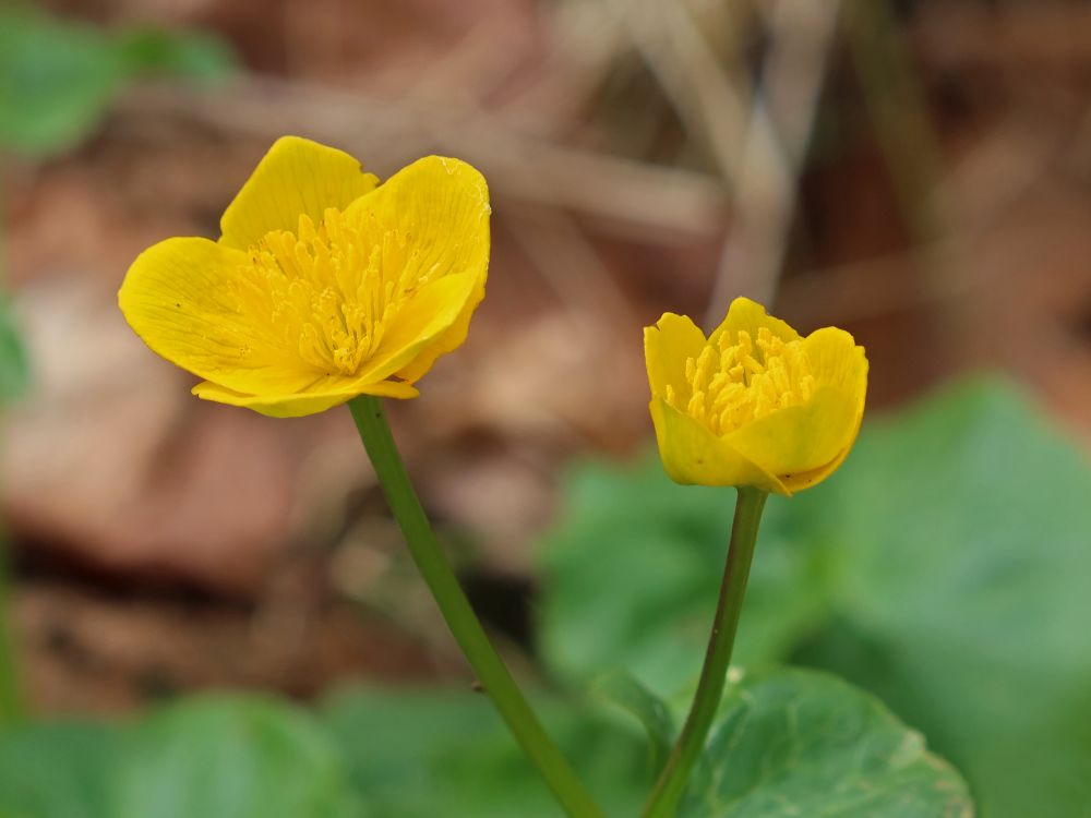 Sumpfdotterblumen