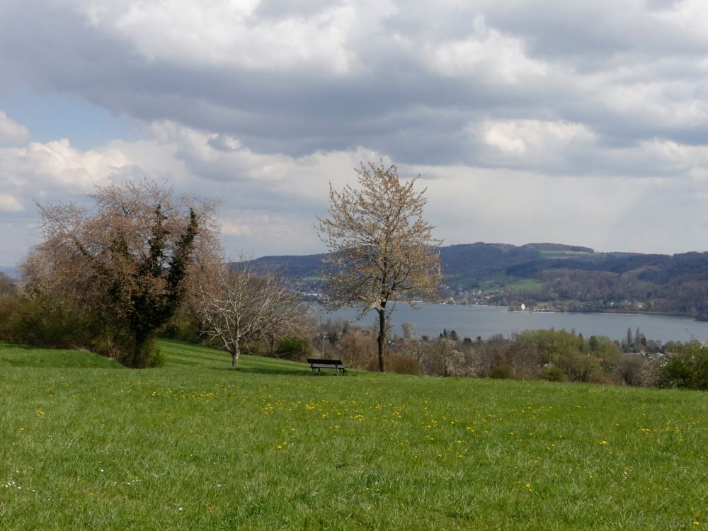 Blick zum Rhein