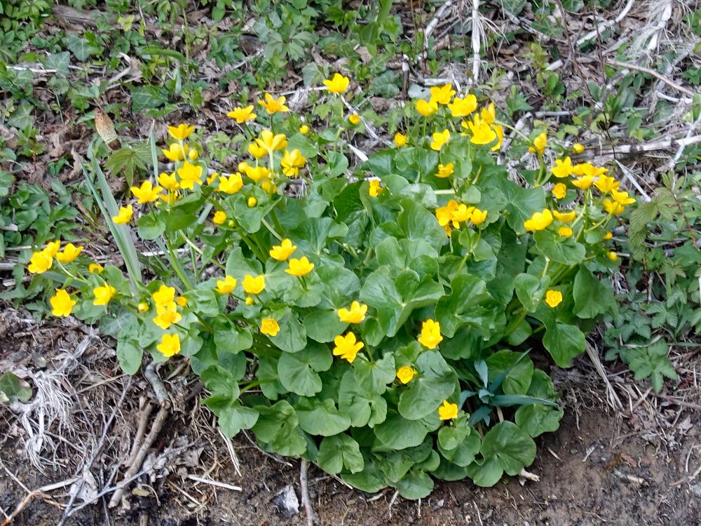 Sumpfdotterblumen