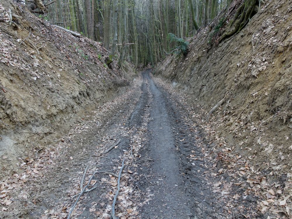 Waldweg