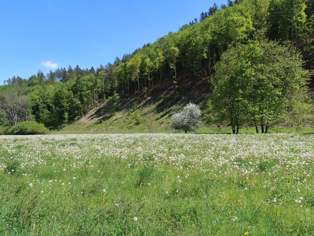 Pusteblumen