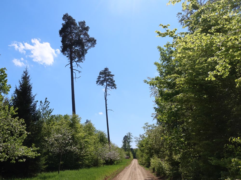 hohe Einzelbäume