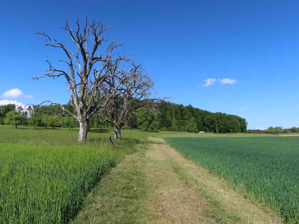kahler Baum am Wiesenpfad