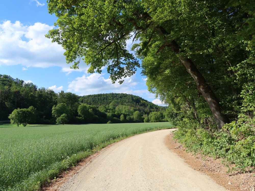 Weg am Waldrand