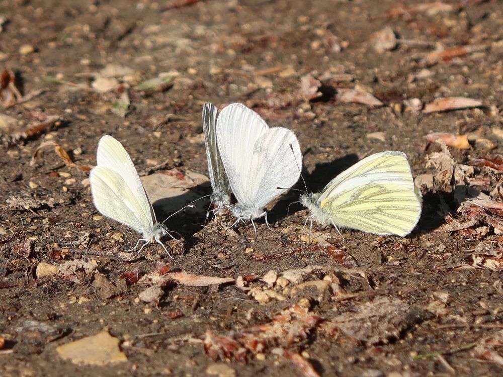 Schmetterlinge Grünader-Weißlinge