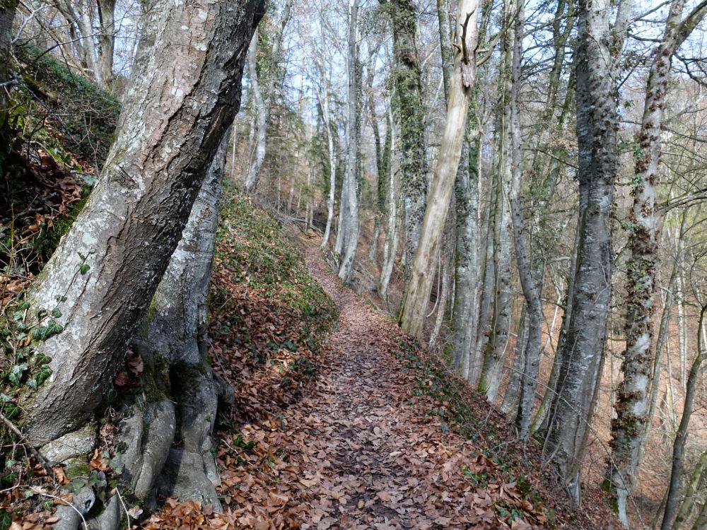 Waldpfad