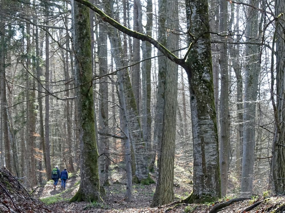 Wanderer im Wald