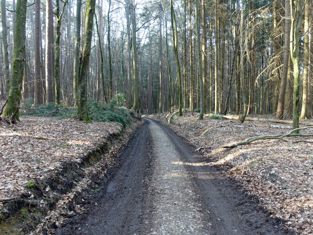 Waldweg