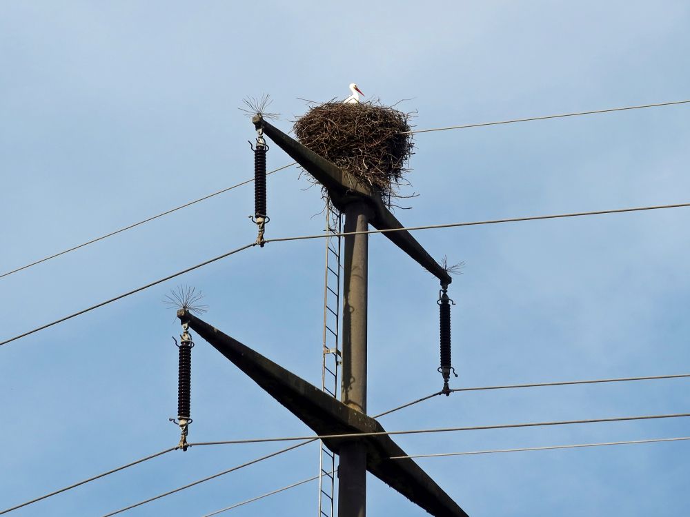 Storchennest auf Stommast