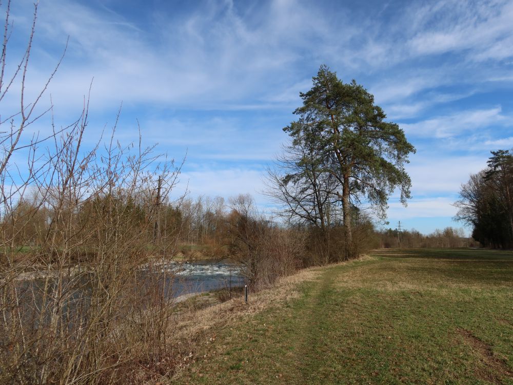 Baum am Thurufer