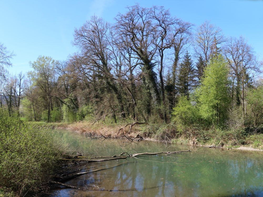 Teich an der Limmat