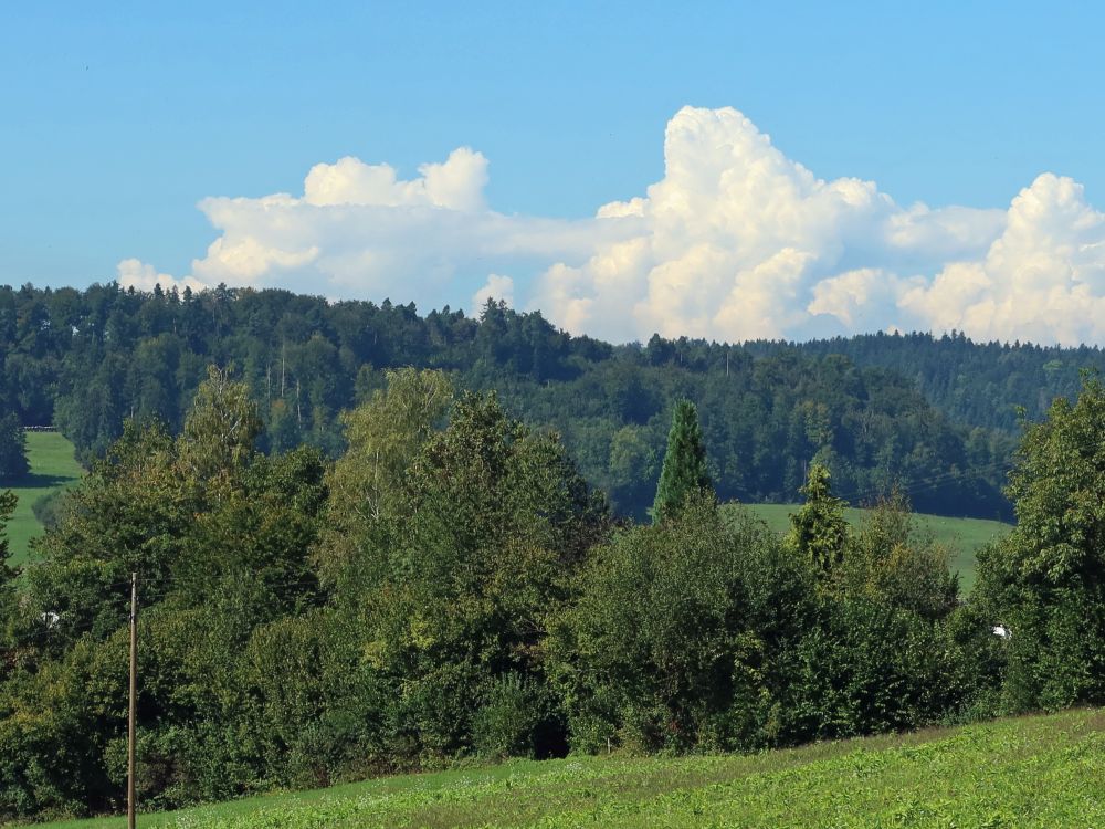 Wolken überm Wald