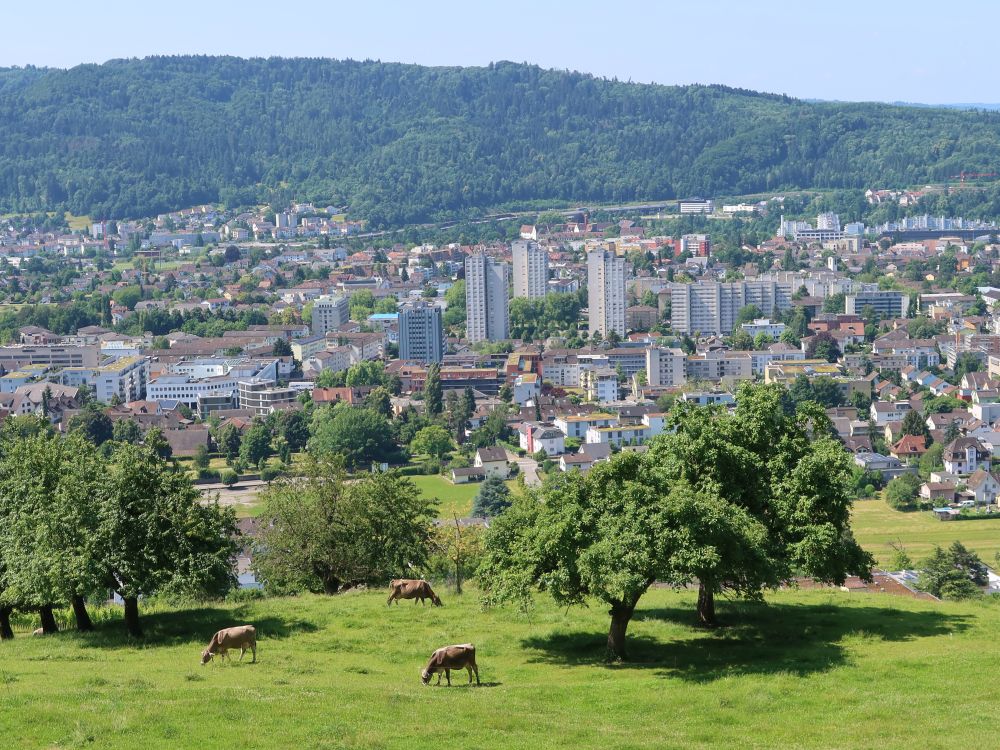 Kuhweide und Hochhäuser