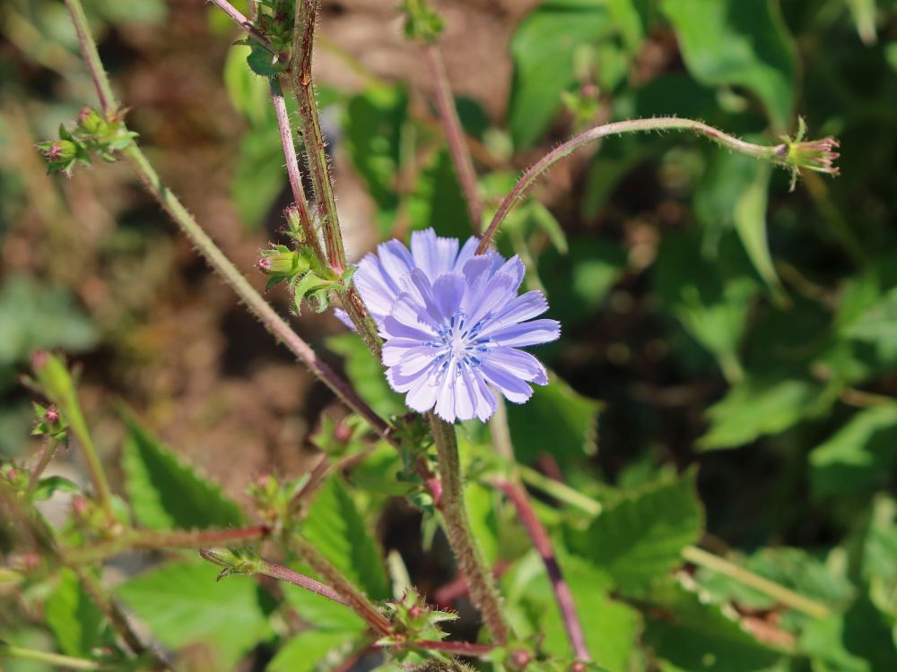 Wegwarte