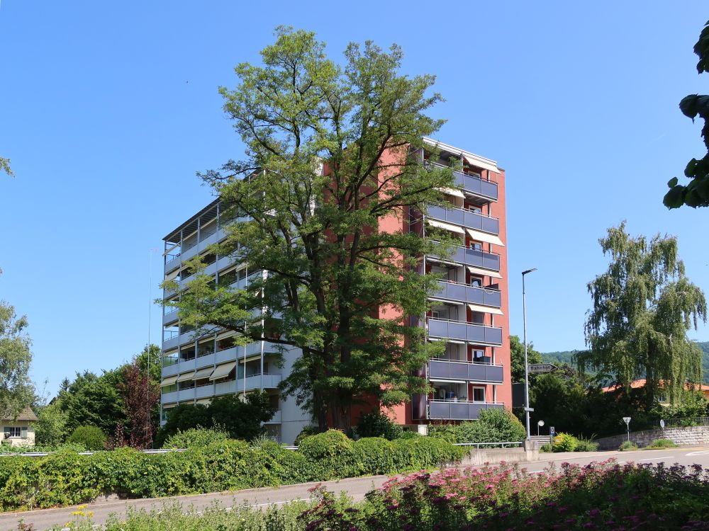 Hochhaus mit Baum