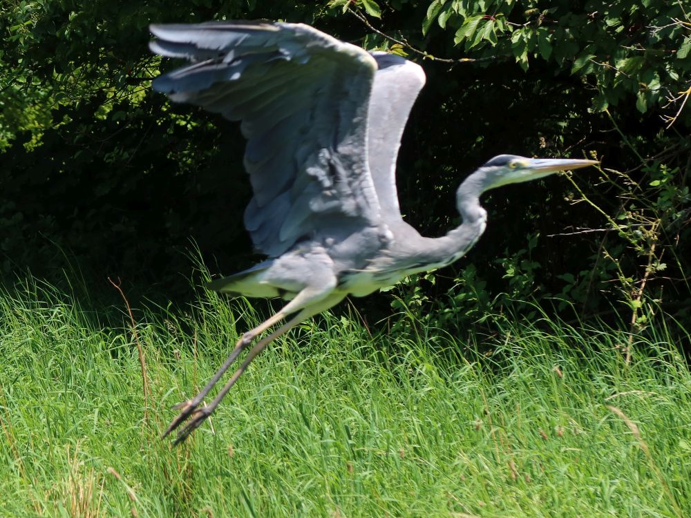 Reiher im Abflug