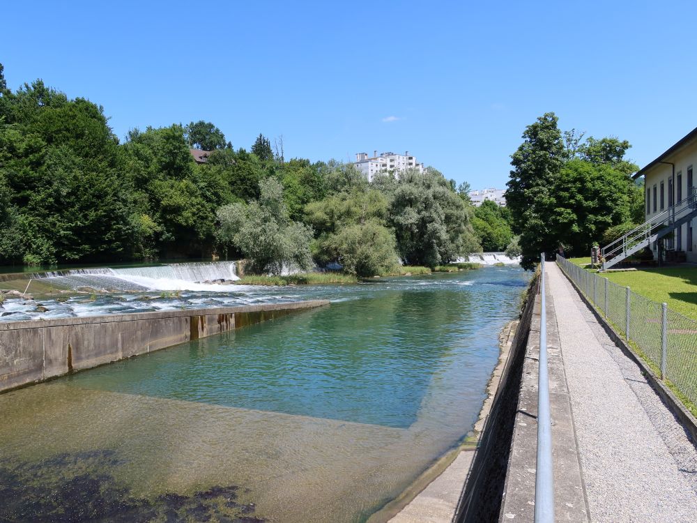 Limmat bei Klosterhalbinsel