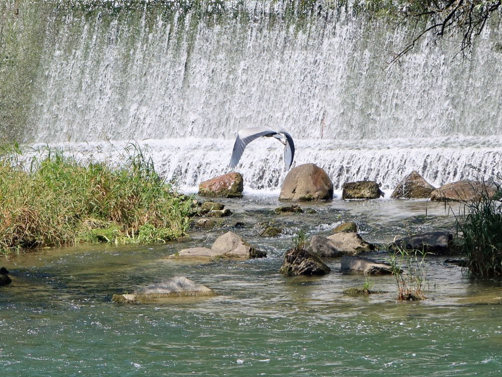fliegender Reiher am Wasserfall