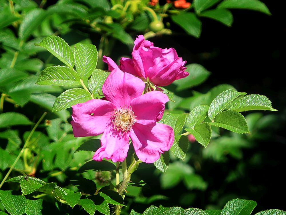 Kartofffel-Rose