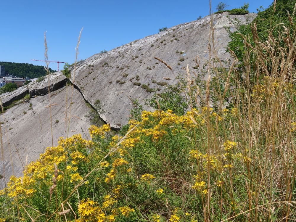 Blumen am Felsenegg