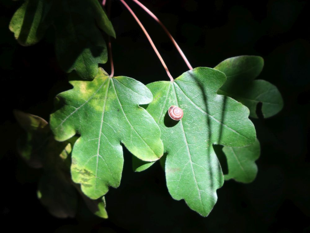kleine Schnecke