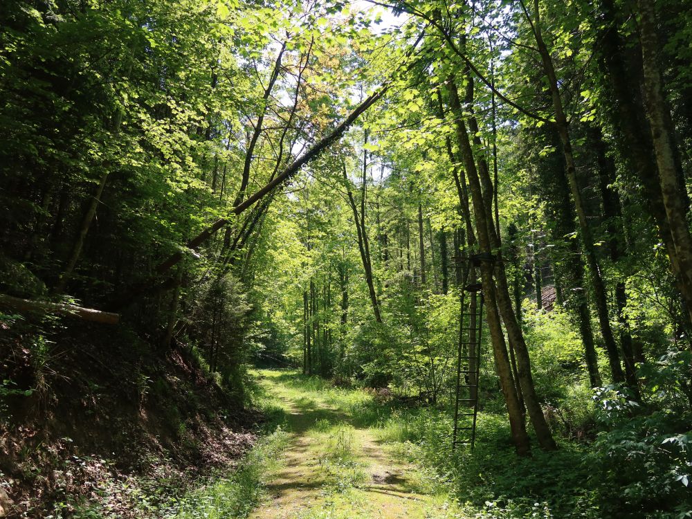 Waldweg