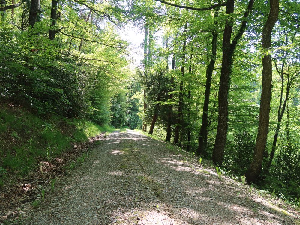 Waldweg