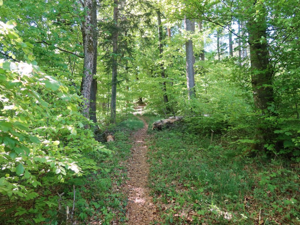 Waldpfad