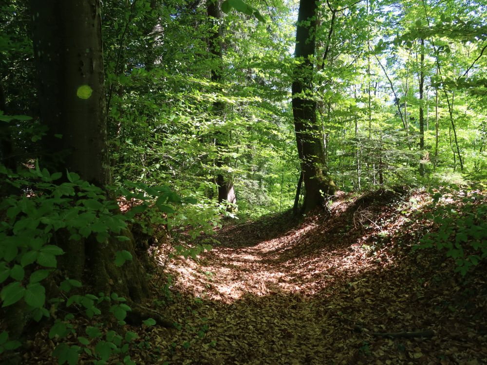 Waldpfad