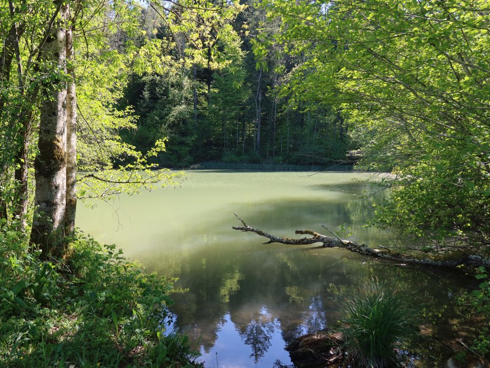 Rosenbergweiher