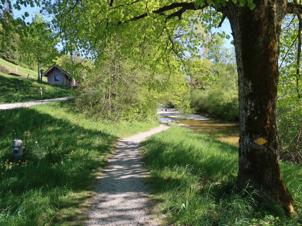 Uferweg an der Töss