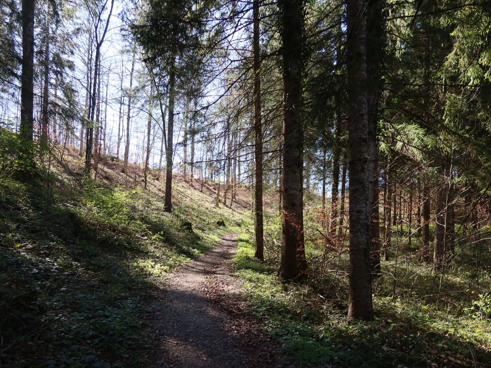 Waldpfad