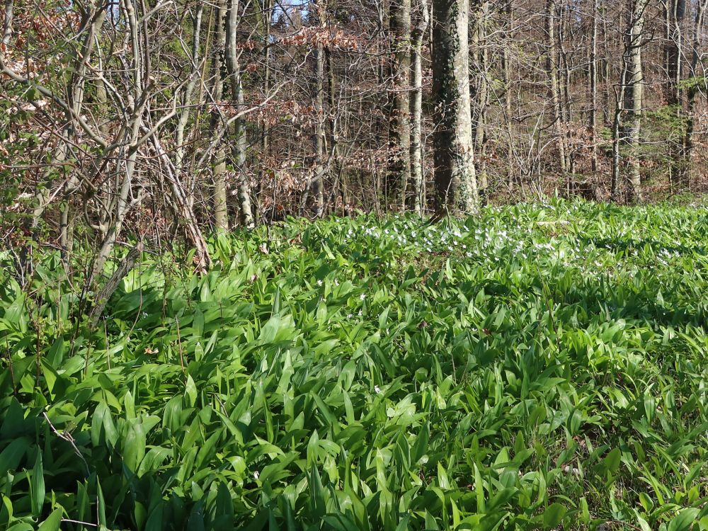 Bärlauchteppich