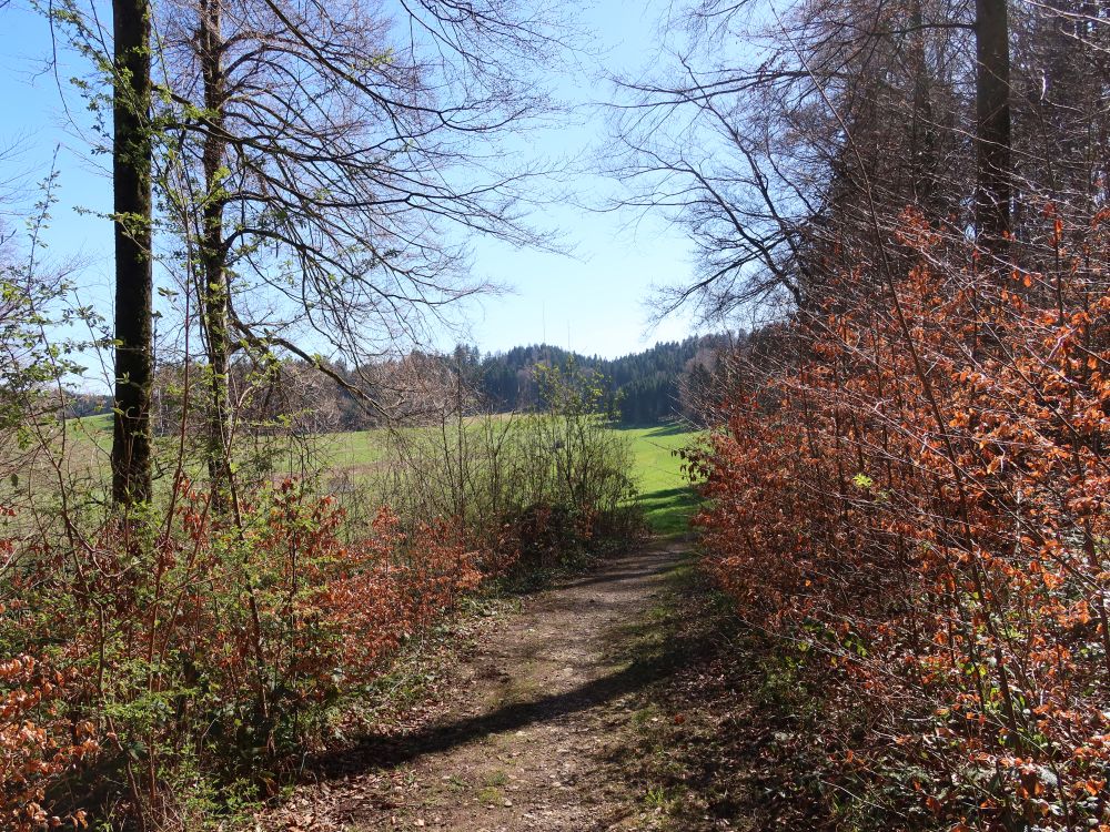 Pfad bei Nübruch