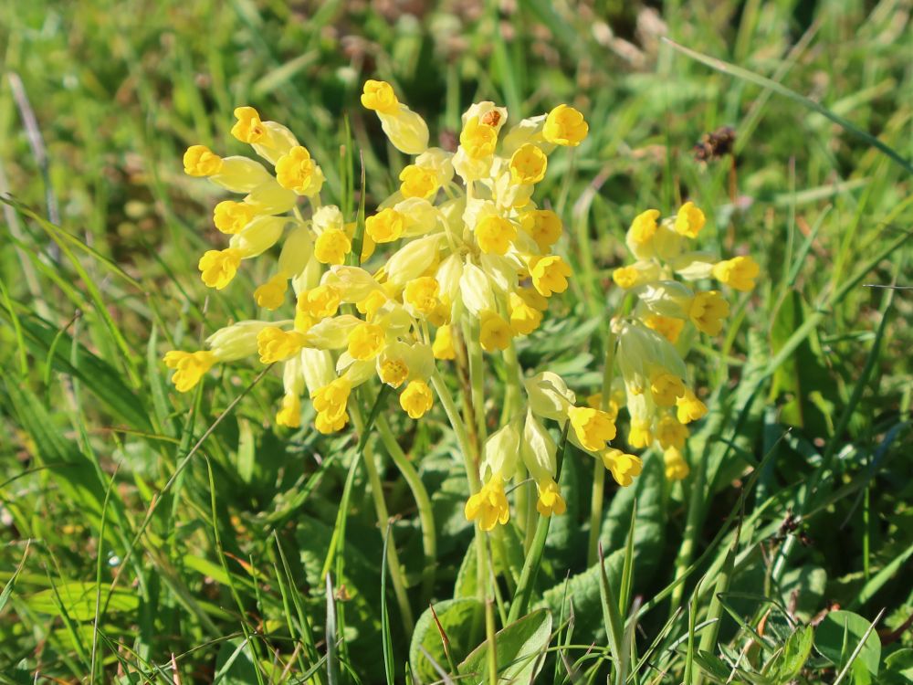 Schlüsselblumen