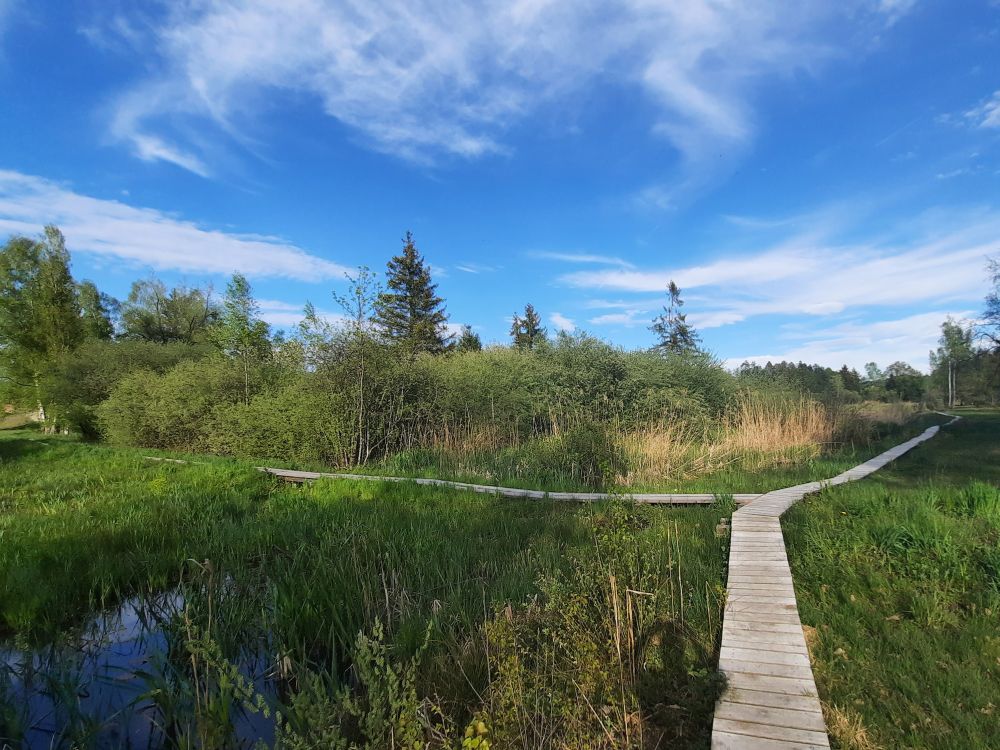 Holzstege im Wildert