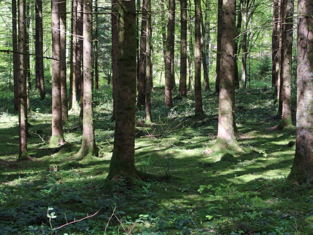Moos am Waldboden