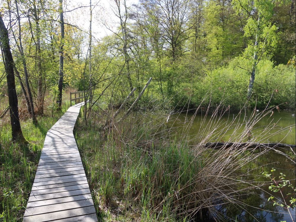 Steg am Teich