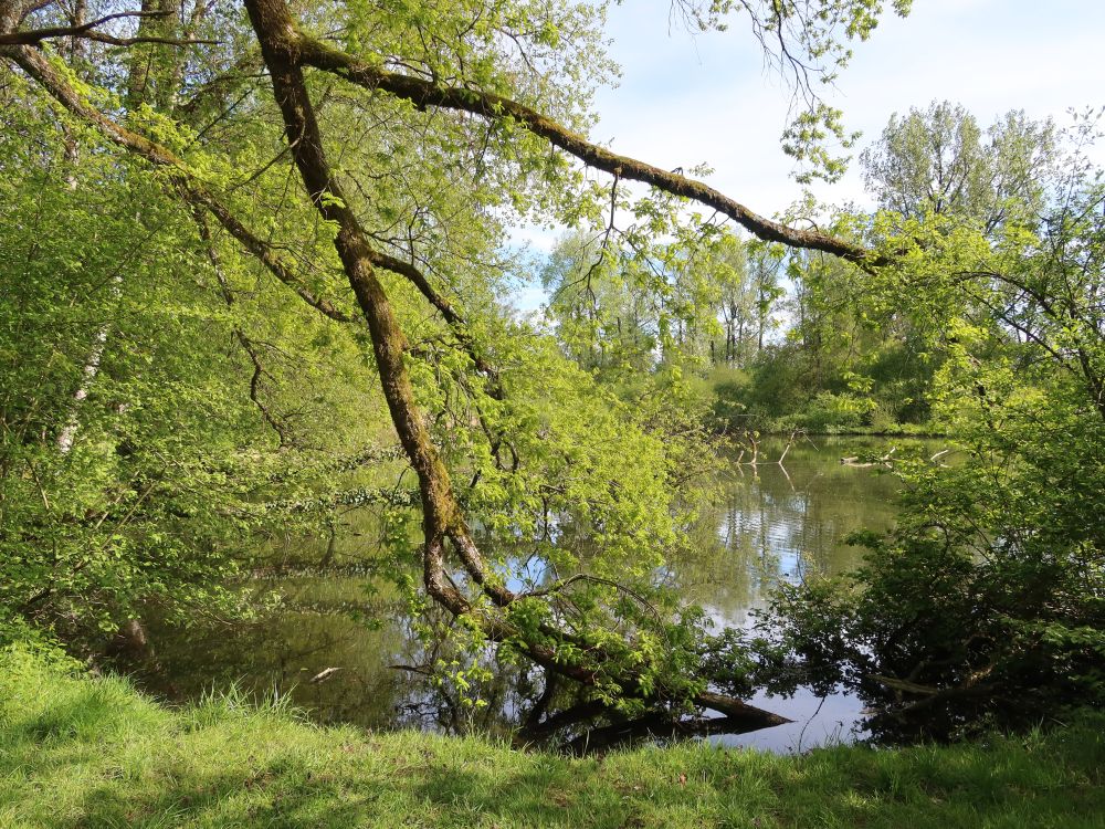 Teich im Örmis