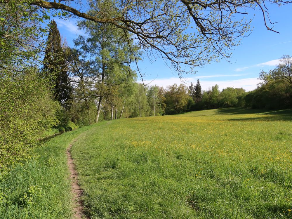 Wiesenpfad