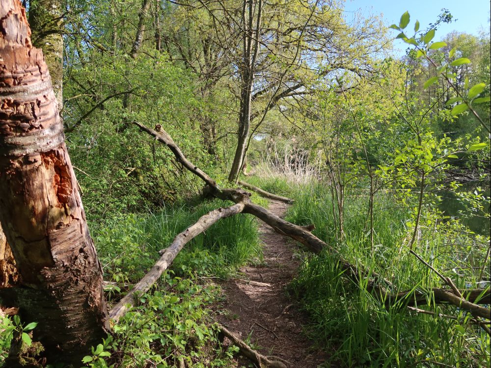 Pfad am Oberen Weiher