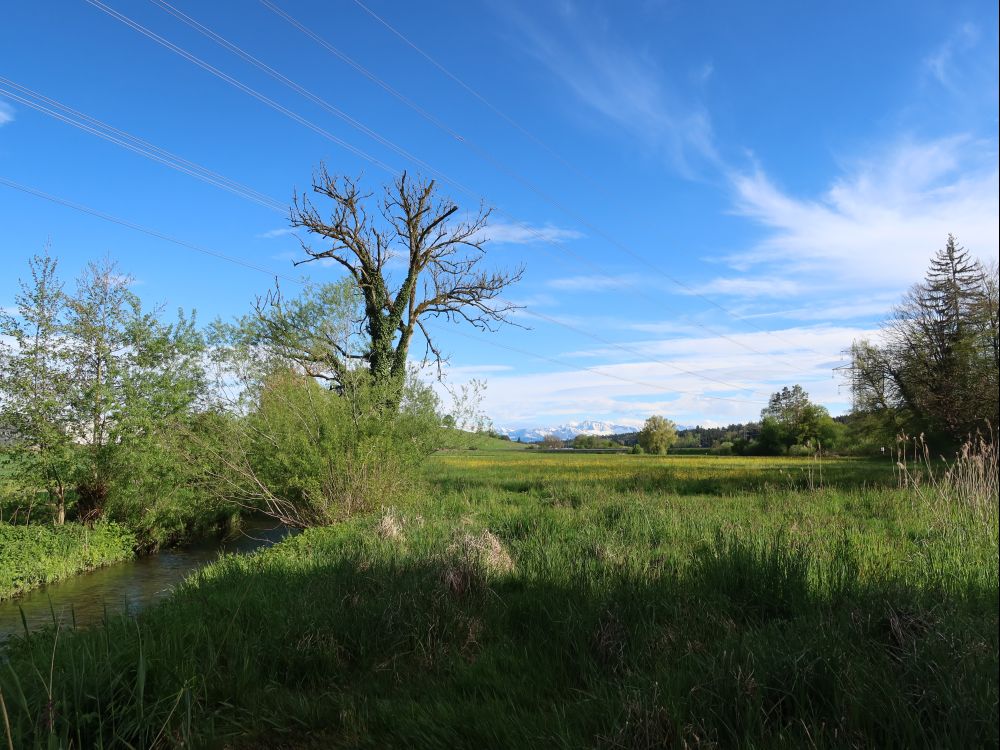 toter Baum an der Kempt